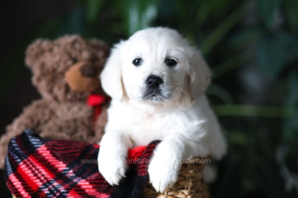 Image of Pretzel, a Golden Retriever puppy