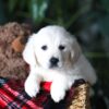 Image of Pretzel, a Golden Retriever puppy