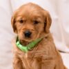 Image of Puddles, a Golden Retriever puppy