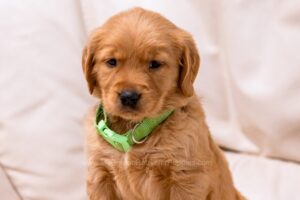 Image of Puddles, a Golden Retriever puppy