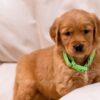 Image of Puddles, a Golden Retriever puppy