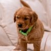 Image of Puddles, a Golden Retriever puppy