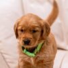 Image of Puddles, a Golden Retriever puppy