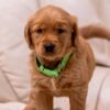 Image of Puddles, a Golden Retriever puppy