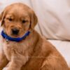 Image of Reed, a Golden Retriever puppy