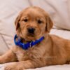 Image of Reed, a Golden Retriever puppy