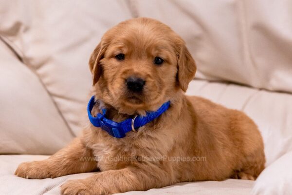 Image of Reed, a Golden Retriever puppy