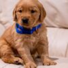 Image of Reed, a Golden Retriever puppy