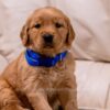 Image of Reed, a Golden Retriever puppy