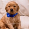 Image of Reed, a Golden Retriever puppy