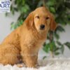 Image of Riley (trained), a Golden Retriever puppy