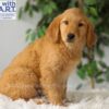 Image of Riley (trained), a Golden Retriever puppy