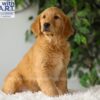 Image of Riley (trained), a Golden Retriever puppy