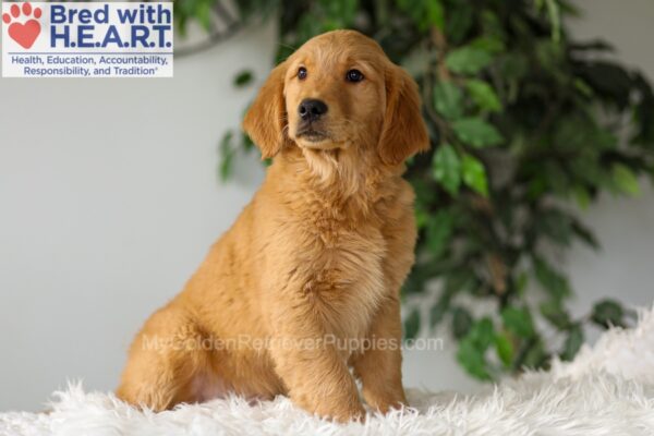 Image of Riley (trained), a Golden Retriever puppy