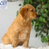 Image of Riley (trained), a Golden Retriever puppy