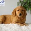 Image of Riley (trained), a Golden Retriever puppy