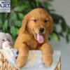 Image of River, a Golden Retriever puppy