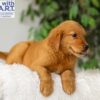 Image of River, a Golden Retriever puppy