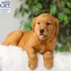 Image of River, a Golden Retriever puppy