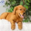 Image of River, a Golden Retriever puppy