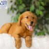 Image of River, a Golden Retriever puppy