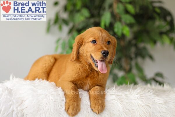 Image of River, a Golden Retriever puppy