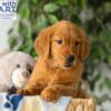 Image of Rusty, a Golden Retriever puppy