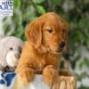 Image of Rusty, a Golden Retriever puppy