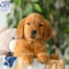 Image of Rusty, a Golden Retriever puppy