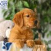 Image of Rusty, a Golden Retriever puppy