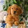 Image of Rusty, a Golden Retriever puppy