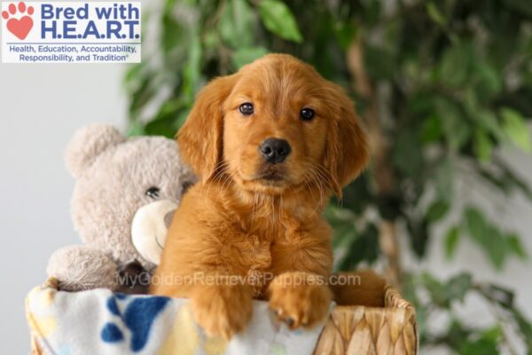 Image of Rusty, a Golden Retriever puppy