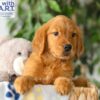 Image of Rusty, a Golden Retriever puppy