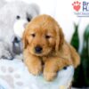 Image of Sadie, a Golden Retriever puppy