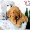 Image of Sadie, a Golden Retriever puppy