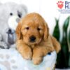 Image of Sadie, a Golden Retriever puppy