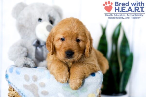 Image of Sadie, a Golden Retriever puppy