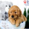 Image of Sadie, a Golden Retriever puppy