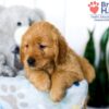 Image of Sadie, a Golden Retriever puppy