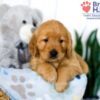 Image of Sadie, a Golden Retriever puppy