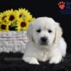 Image of Sage, a Golden Retriever puppy