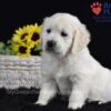 Image of Sage, a Golden Retriever puppy