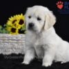 Image of Sage, a Golden Retriever puppy