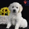 Image of Sage, a Golden Retriever puppy