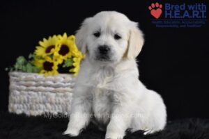 Image of Sage, a Golden Retriever puppy