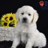 Image of Sage, a Golden Retriever puppy