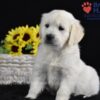 Image of Sage, a Golden Retriever puppy