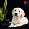 Image of Sailor (trained), a Golden Retriever puppy