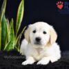 Image of Sailor (trained), a Golden Retriever puppy