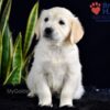 Image of Sailor (trained), a Golden Retriever puppy